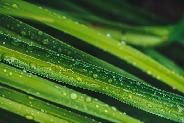 Beautiful vivid shiny green grass with dew drops close-up with copy space. Pure, pleasant, nice greenery with rain drops in sunlight in macro. Background from green textured plants in rain weather.