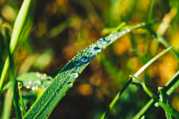 Beautiful vivid shiny green grass with dew drops close-up with copy space. Pure, pleasant, nice greenery with rain drops in sunlight in macro.