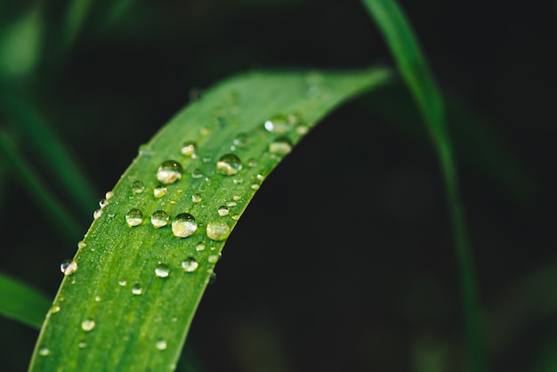 Beautiful vivid shiny green grass with dew drops close-up with copy space.