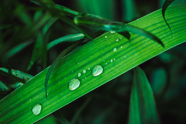 Beautiful vivid shiny green grass with dew drops close-up with copy space