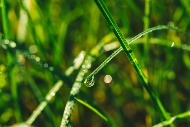 Beautiful vivid shiny green grass with dew drops 
