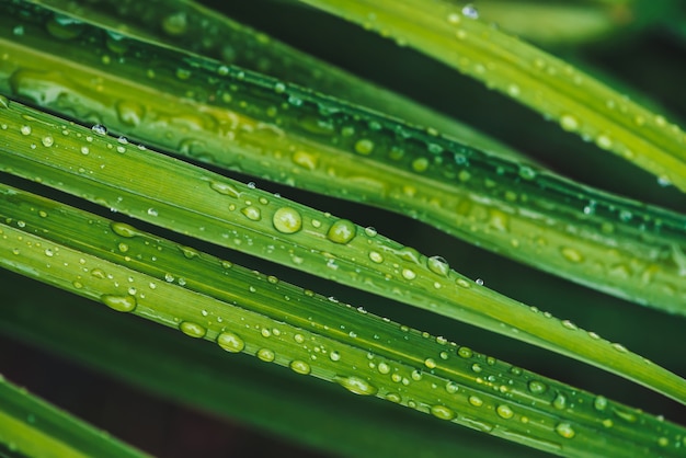 露の滴で美しい鮮やかな光沢のある緑の草