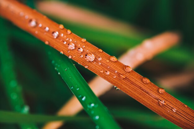 Beautiful vivid shiny green and reddened grass with dew drops close-up with copy space. Pure, pleasant, nice greenery. Rain drops in macro.