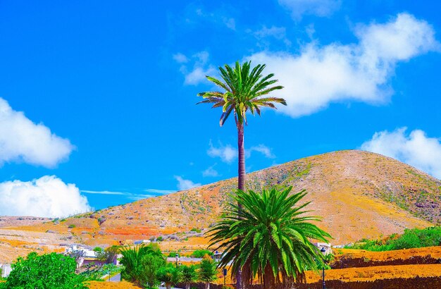 아름 다운 화산 풍경 배너 여행 카나리아 제도 Fuerteventura