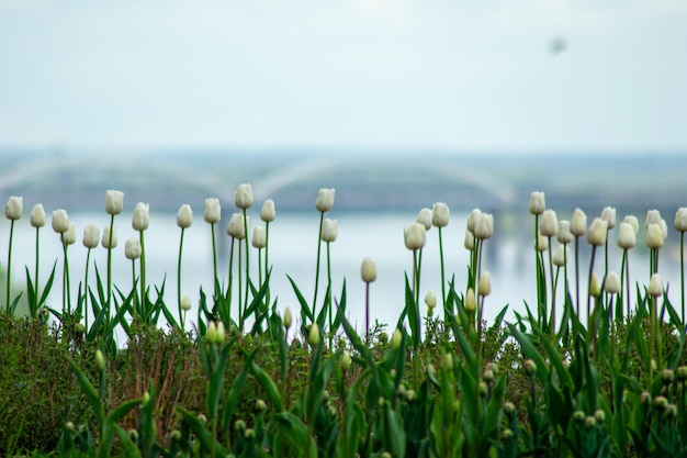 Photo the beautiful volga river coast