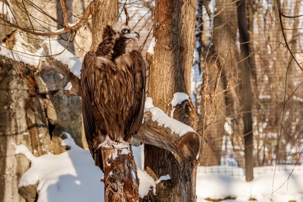 Beautiful vultures sit on a stump in the snow