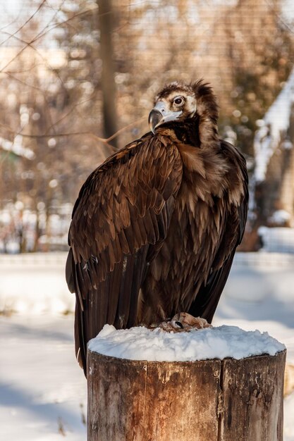 Beautiful vultures sit on a stump in the snow