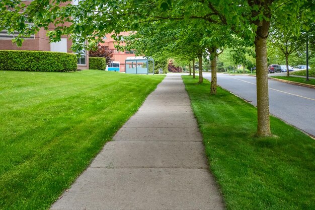 Beautiful walkway under the trees along the road