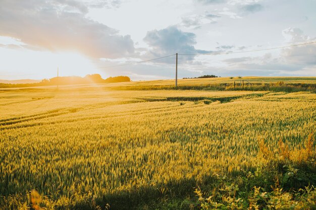 Photo beautiful wallpaper of the barley field at sunset