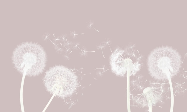 Photo beautiful wallpaper with white dandelions seeds