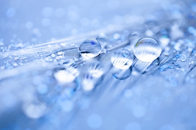 Beautiful water drops on the feather. Macro. Beautiful soft light blue and violet background