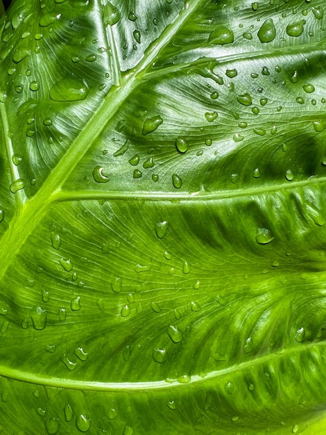 Beautiful water drops on green leaves texture in after raining time