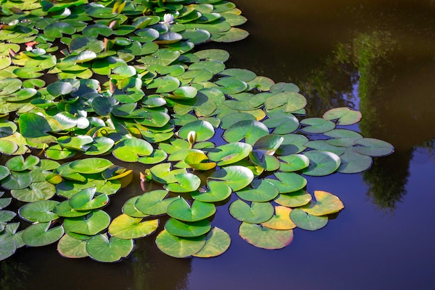 Beautiful water lilies in the pond. With the reflection of trees in the park. Clear sunny day in