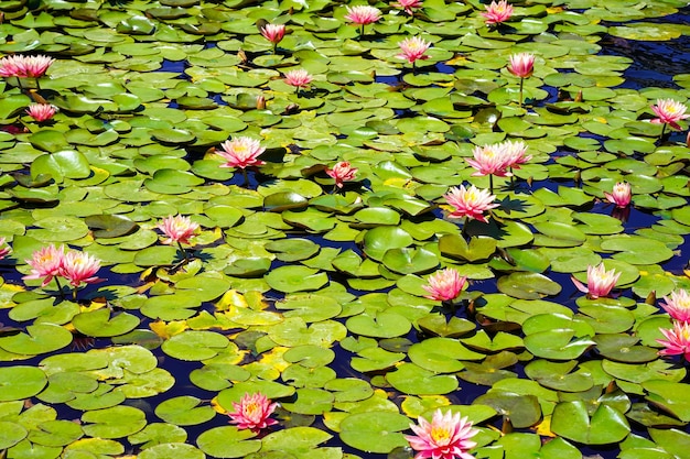 Beautiful water lilies