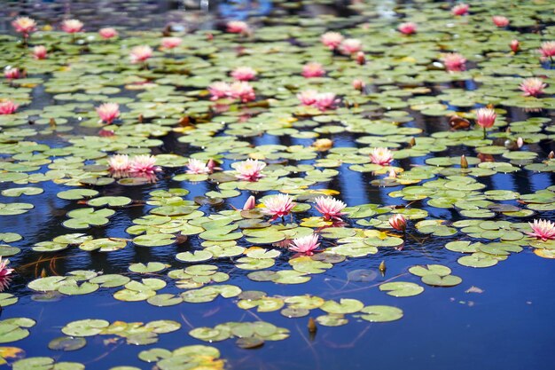 Красивые водяные лилии