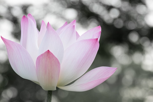 Beautiful water lily bloom in pond