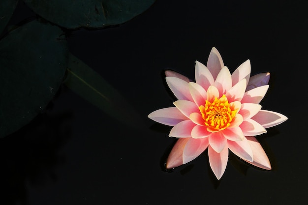 Foto bellissimo fiore di ninfea da vicino