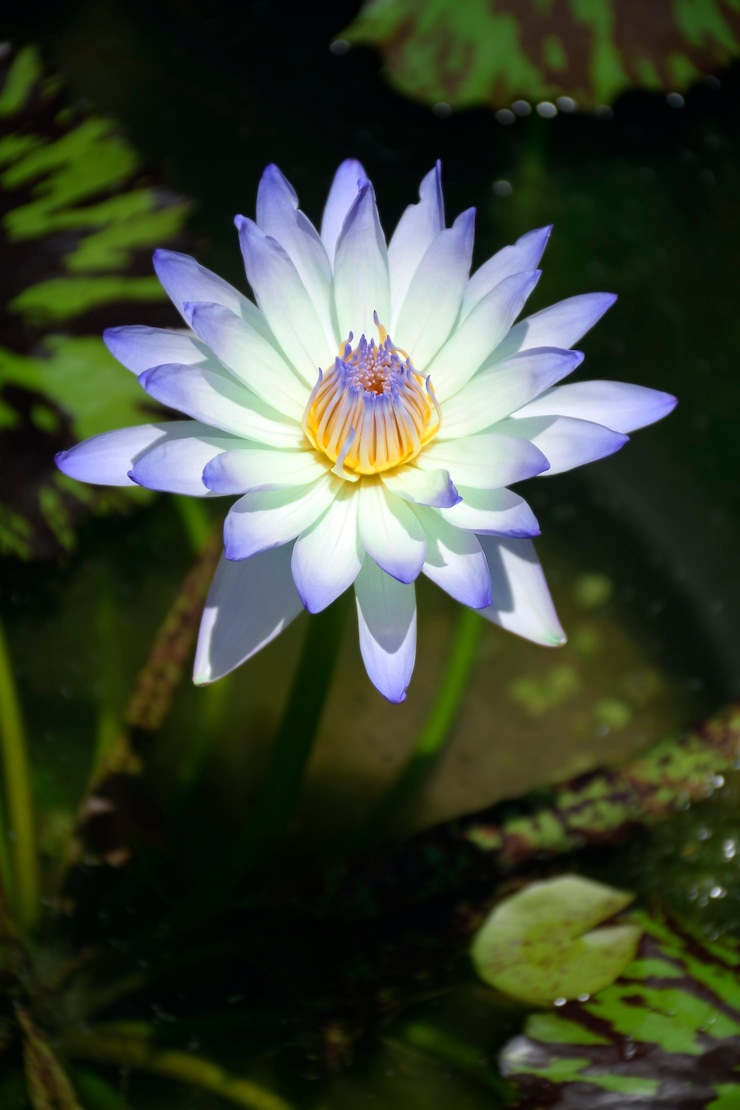 Photo 葉のある美しい睡蓮の花