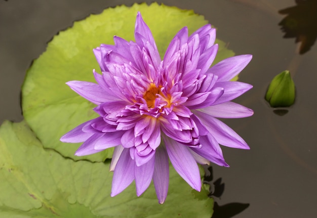 Beautiful water lily and green leaves