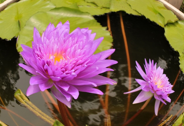 Beautiful water lily and green leaves