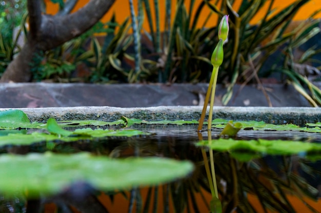 Beautiful water lily or lotus flower in pond.