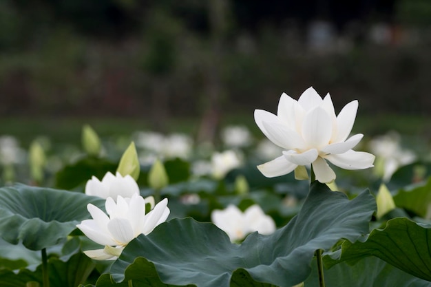 beautiful water lily and lotus photo