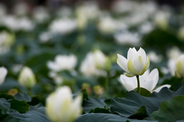 beautiful water lily and lotus photo