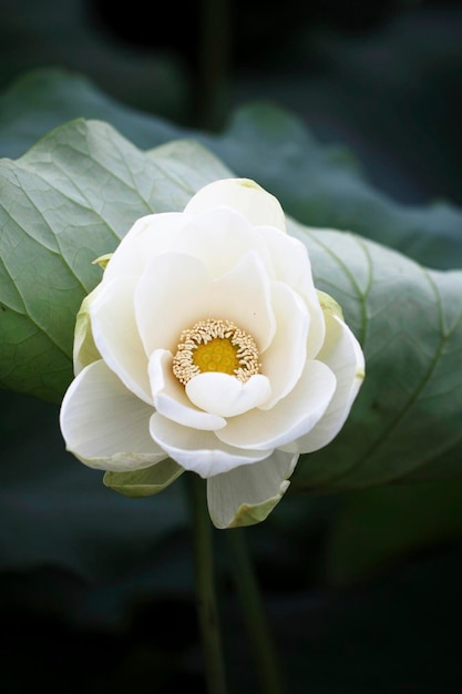 beautiful water lily and lotus photo