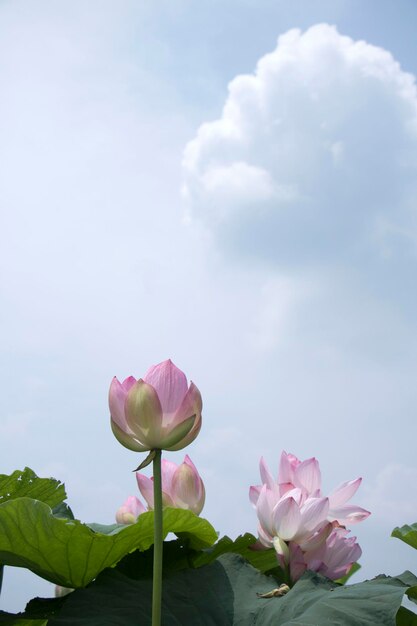 beautiful water lily and lotus photo