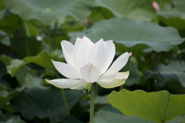 beautiful water lily and lotus