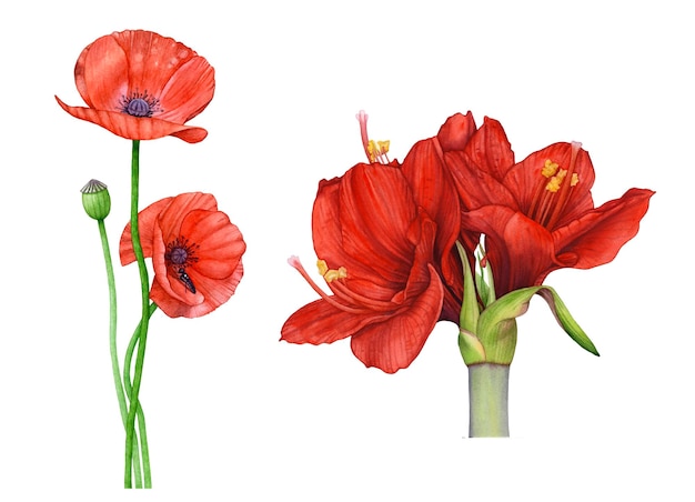 Beautiful watercolor red flowers poppies amaryllis isolated on white background