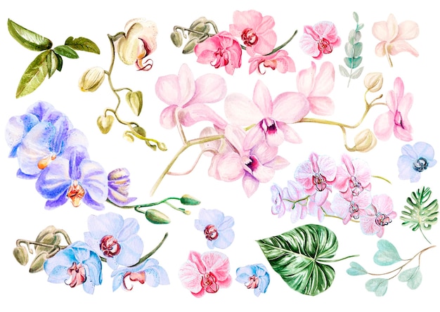 Bellissimo set acquerello con orchidee illustrazione