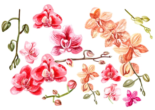 Beautiful watercolor set with orchids