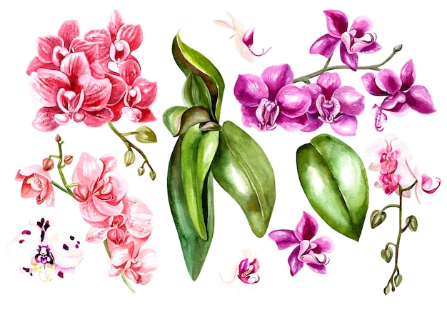 Beautiful watercolor set with orchids