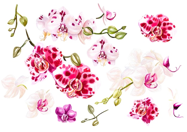 Beautiful watercolor set with orchids