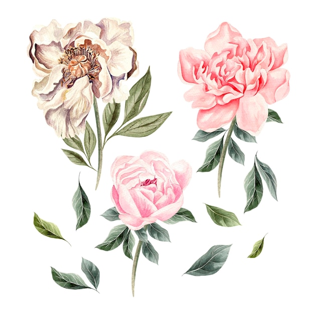 Beautiful Watercolor set with peony flowers