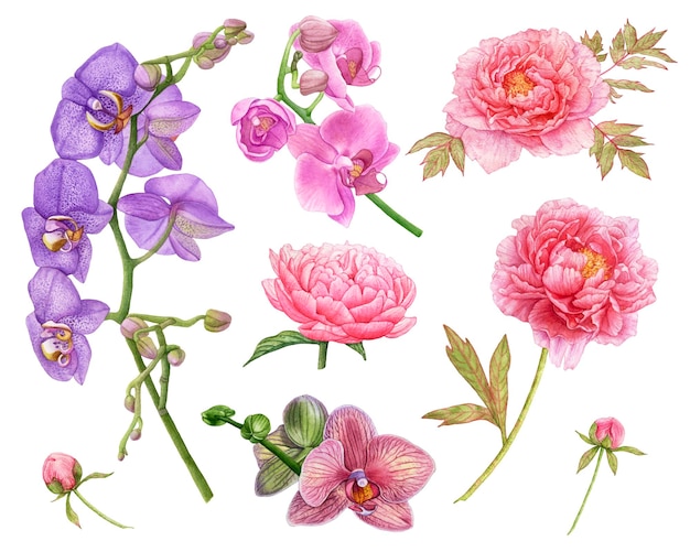 Beautiful watercolor violet and pink orchid flowers pink peonies on white background
