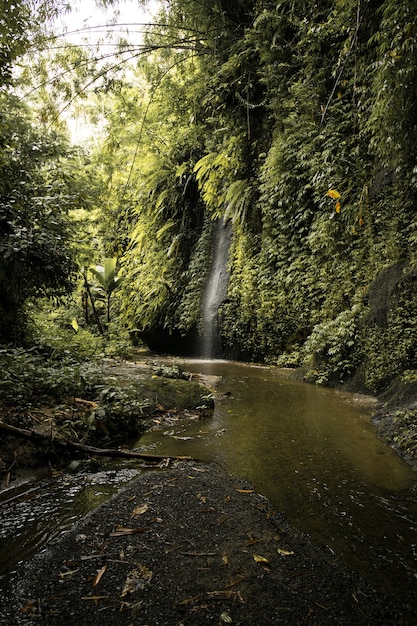 Beautiful waterfall covered in plants in Bali, Indonesia