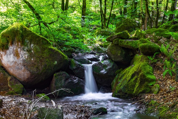 Bella cascata nella foresta verde