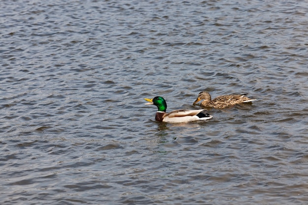 春または夏の美しい水鳥のアヒル