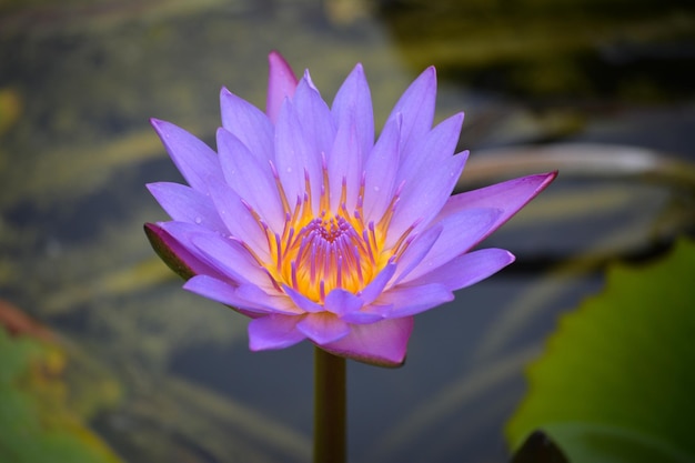 池の美しいイチゴや蓮の花