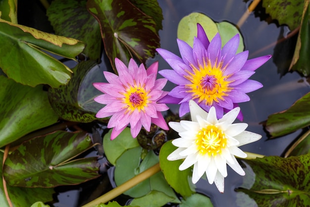 Photo beautiful waterlily or lotus flower in pond