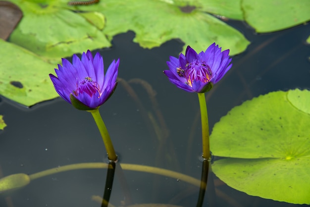 池の美しいスイレンまたはハスの花