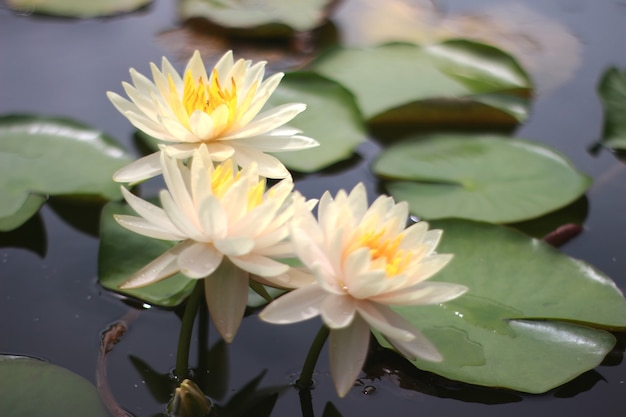 Beautiful waterlily or lotus flower in pond