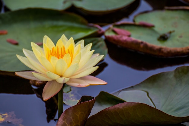 Beautiful waterlily or lotus flower in pond.