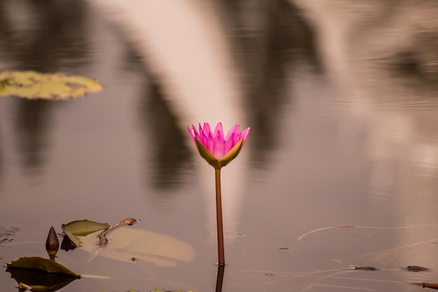 Photo beautiful waterlily or lotus flower in pond.