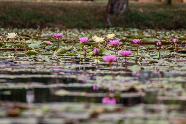 연못에 아름 다운 수련 또는 연꽃.