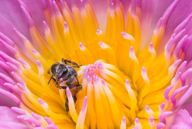 Foto bella ninfea o fiore di loto con ape.