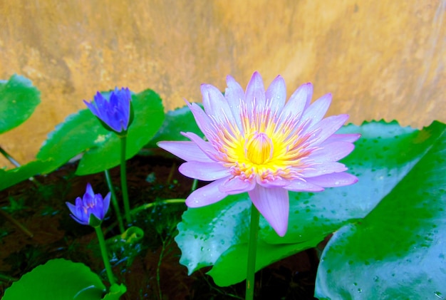 Beautiful Waterlily In The Morning