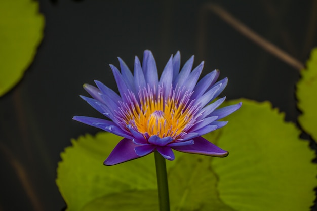 写真 池の中に美しい水や蓮の花。